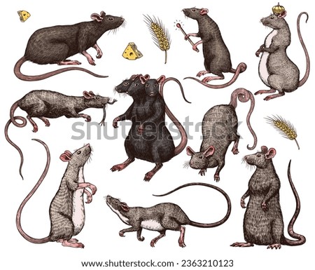 Rat king or mouse. Graphic wild animal. Hand drawn vintage sketch. Engraved grunge elements.