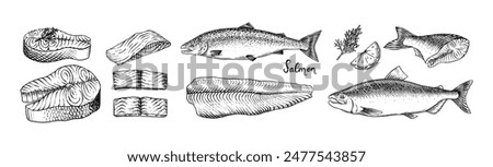 Fish sketch. Salmon fillet, ink hand drawn vector illustration. Steaks slices. Fresh product. Engraved style vintage seafood. sea food restaurant menu, cooking recipe, product package, card