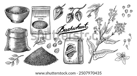  Collection of buckwheat. Engraved, hand drawn plant and buckwheat groats. Grass cereal crops outline icon set vector illustration. Ink and clipart style. Line hand drawing agriculture.