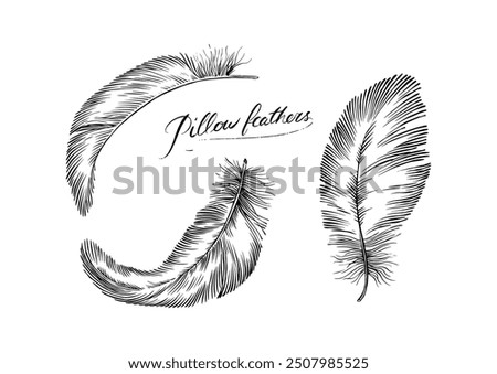 Feathers on white background. Hand drawn black fluffy feathers. Line and Ink sketch. Vintage style. Ethnic boho style hand drawing. ector clipart illustration. 