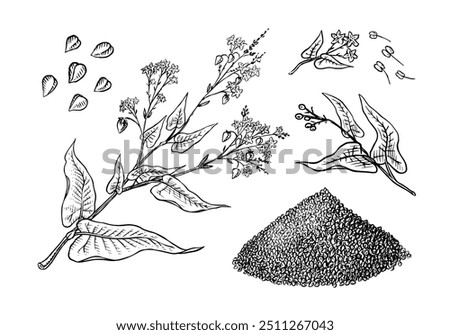  Collection of buckwheat. Engraved, hand drawn plant and buckwheat groats. Grass cereal crops outline icon set vector illustration. Ink and clipart style. Line hand drawing agriculture.