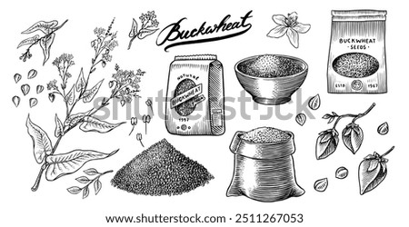  Collection of buckwheat. Engraved, hand drawn plant and buckwheat groats. Grass cereal crops outline icon set vector illustration. Ink and clipart style. Line hand drawing agriculture.