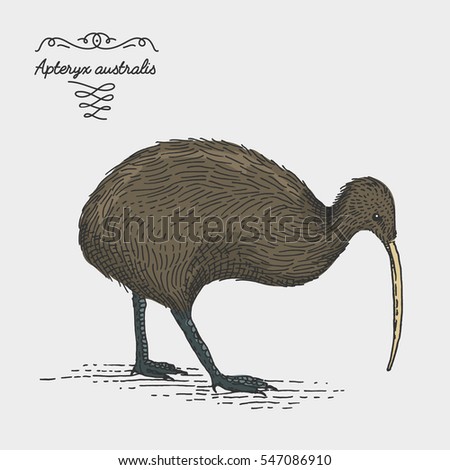 kiwi bird engraved, hand drawn vector illustration in woodcut scratchboard style, vintage drawing australian and new zealand species. apteryx australis.
