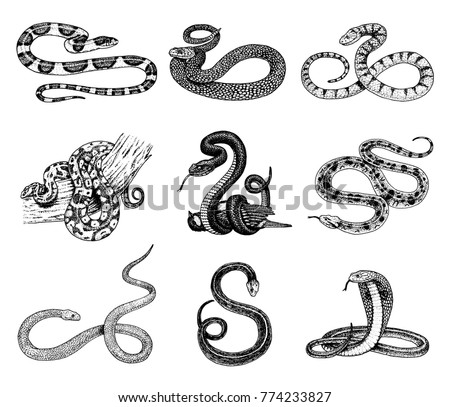 Viper Snake Drawing | Free download on ClipArtMag