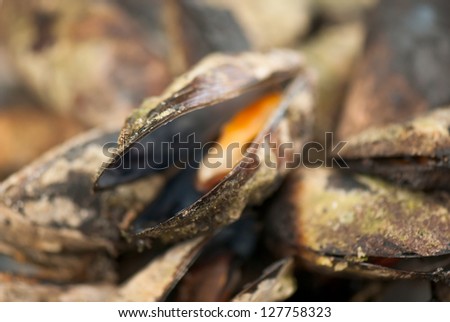 mussels roasted in the fire on a large tray