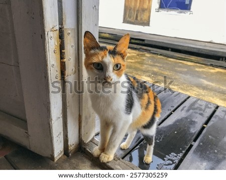 Similar – Image, Stock Photo Three colored cat lying on wooden bench