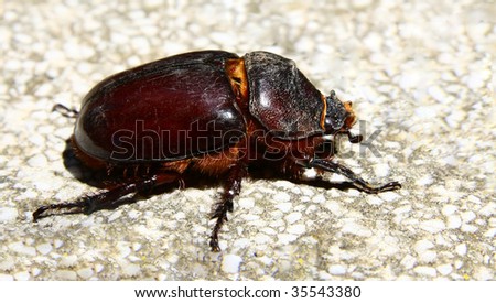 Rhinoceros beetle on the stone