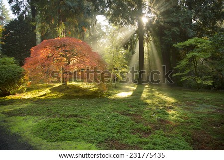 Morning sun beams shining on a Japanese Maple tree with full fall foliage.