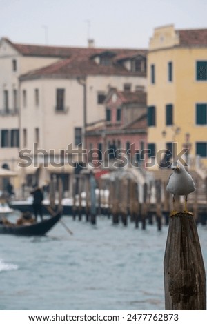 Similar – Foto Bild Venezianische Möwe auf Pfahl