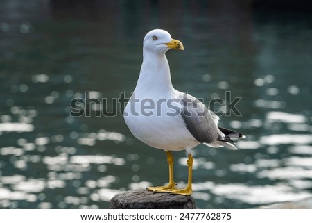 Similar – Foto Bild Venezianische Möwe auf Pfahl