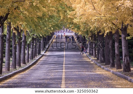 Natural tunnel of love formed by trees in Catholic University of Korea