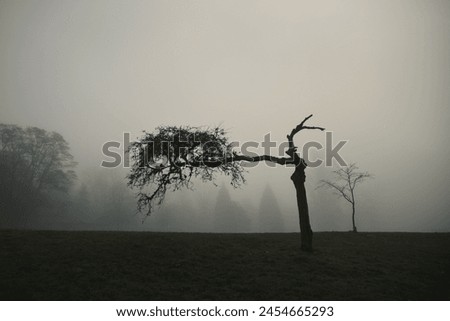 Similar – Image, Stock Photo misty gloomy autumn day at the lake with trees