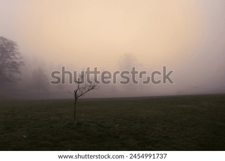 Similar – Image, Stock Photo misty gloomy autumn day at the lake with trees