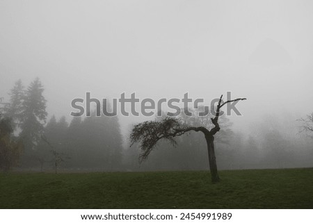 Similar – Image, Stock Photo misty gloomy autumn day at the lake with trees