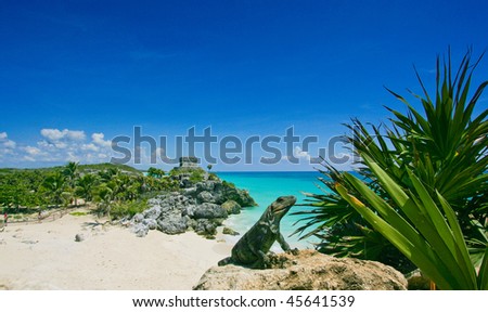 Green lizard Iguana sunbathing on a rock in front of Caribbean sea at Tulum in Mexico, Riviera Maya