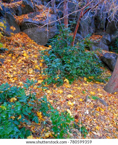 natural fall setting autumn