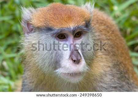 Macaque monkey thinking