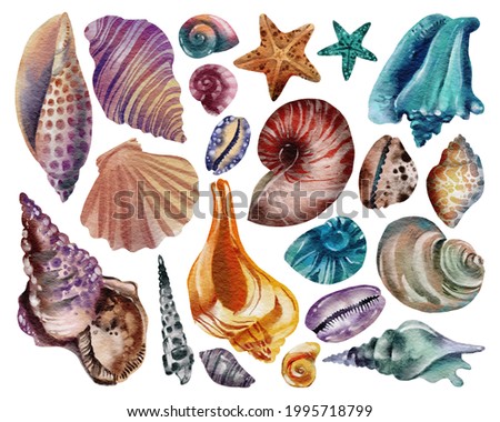 Set of seashells - conch, fan shell, and cockle-shell. Sea shells watercolor hand drawn illustration set isolated on white background for banner, poster, print, postcard