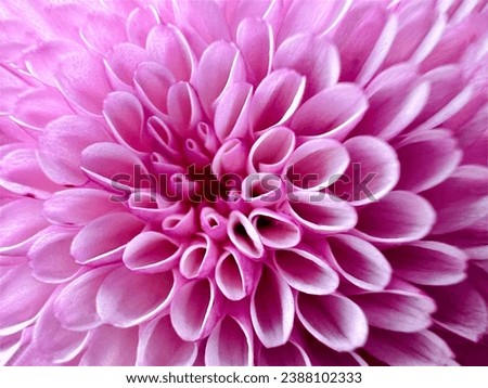 Similar – Foto Bild Rosa Aster in Großaufnahme