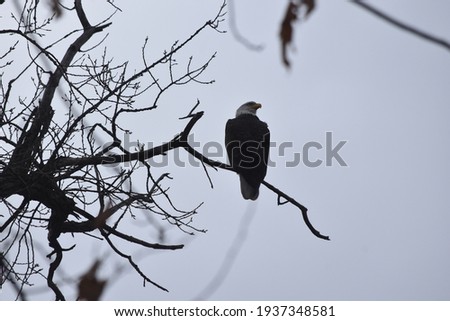 American Bald Eagle resting on branch over Fox Rive, WIC. Zdjęcia stock © 