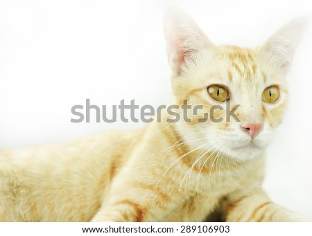 orange cat on a white background