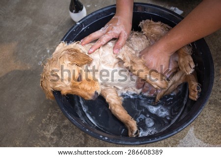 Golden retriever puppy gets a bath