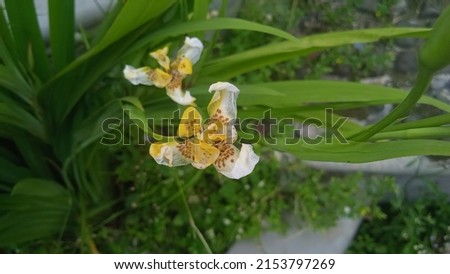 Cypella
Plant to Decorate Your Garden Zdjęcia stock © 