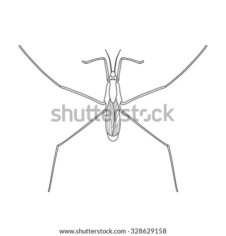 Common water strider. Gerridae. GERRIS LACUSTRIS Sketch of water stride. Mite. water stride isolated on white background. water stride Design for coloring book.  hand-drawn water stride. Vector