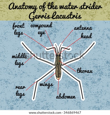 Insect anatomy. Common water strider. Gerridae. GERRIS LACUSTRIS Sketch of water strider.  water strider Design for coloring book. hand-drawn water strider. Vector illustration