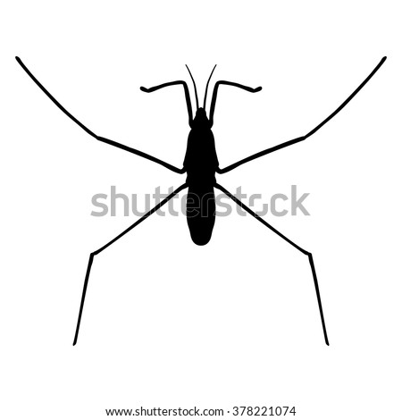 insect silhouette..water strider. Gerridae. GERRIS LACUSTRIS Sketch of water stride. hand-drawn water strider. Vector illustration