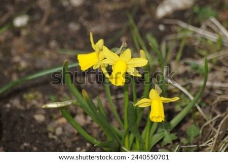 Similar – Image, Stock Photo daffodils Ostrich