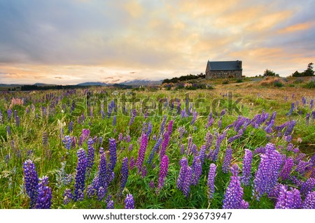 Good morning Church Of Good Shepherd with russell lupin flowers and nice morning sky, Lake Tekapo, Mackenzie, New Zealand