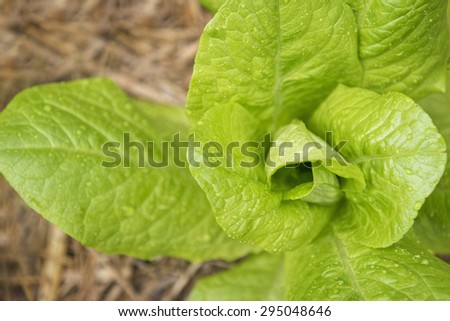 Romaine lettuce , Cos lettuce, green Vegetable texture and background. Healthy food and salad.
