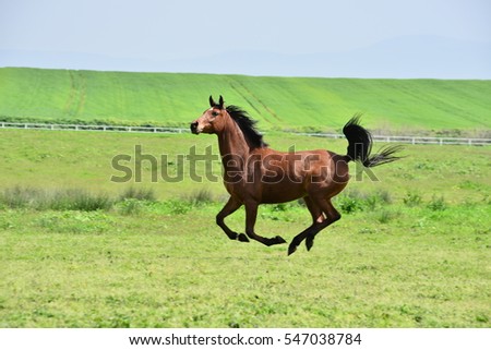 Horse run on the green pasture under the blue sky Stok fotoğraf © 