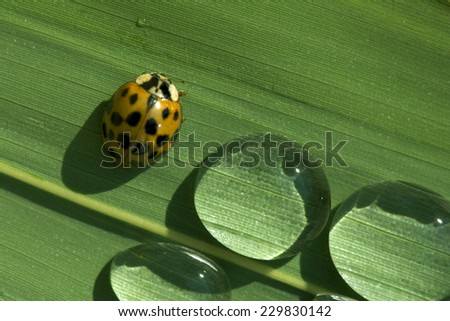 Macro Water Drops and Lady Bug on Green Leaf Texture Background Pattern