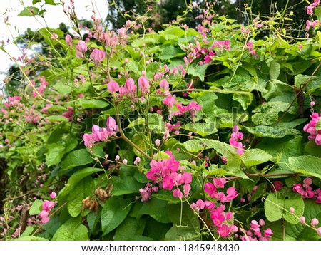 https://image.shutterstock.com/display_pic_with_logo/270674004/1845948430/stock-photo-beautiful-sweet-pink-mexican-creeper-bee-bush-bride-s-tears-coral-vine-chain-of-love-1845948430.jpg