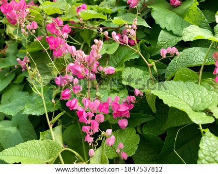 https://image.shutterstock.com/display_pic_with_logo/270674004/1847537812/stock-photo-beautiful-sweet-pink-mexican-creeper-bee-bush-bride-s-tears-coral-vine-chain-of-love-1847537812.jpg