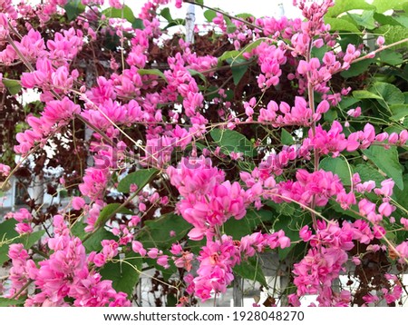 https://image.shutterstock.com/display_pic_with_logo/270674004/1928048270/stock-photo-beautiful-and-lovely-sweet-pink-mexican-creeper-bee-bush-bride-s-tears-coral-vine-chain-of-1928048270.jpg