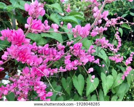 https://image.shutterstock.com/display_pic_with_logo/270674004/1928048285/stock-photo-beautiful-and-lovely-sweet-pink-mexican-creeper-bee-bush-bride-s-tears-coral-vine-chain-of-1928048285.jpg