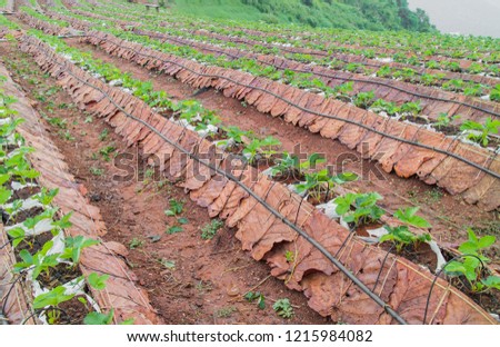 Mountain agriculture field. Vegetable plantation scene in Mon Cham a hill ridge in the area of Mong Nong Hoi village, Mae Rim. Chiang Mai Thailand 商業照片 © 