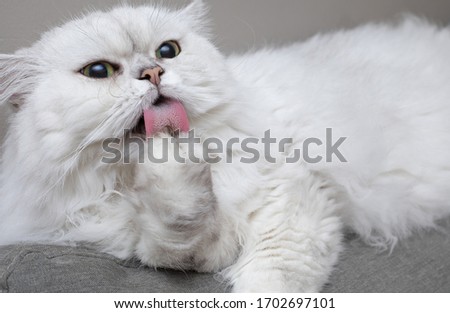 Chinchilla Persian Cat, Silver shade licking his paw for cleaning and grooming itself. Healthy cat Stock foto © 