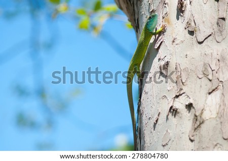 Similar – Image, Stock Photo The plane tree creeped a little in front of the dark clouds.