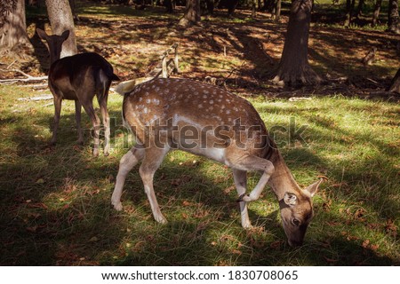 Similar – Image, Stock Photo fawn vienna wildlife