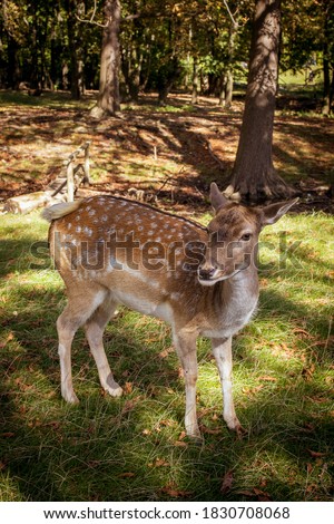 Similar – Image, Stock Photo fawn vienna wildlife