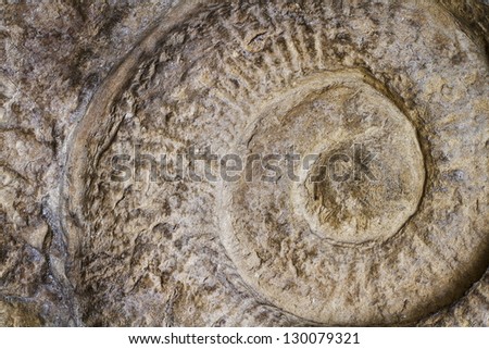 Ammonites like golden ratio