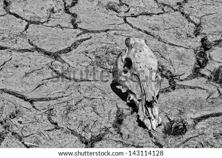 close up animal skull in the desert black and white