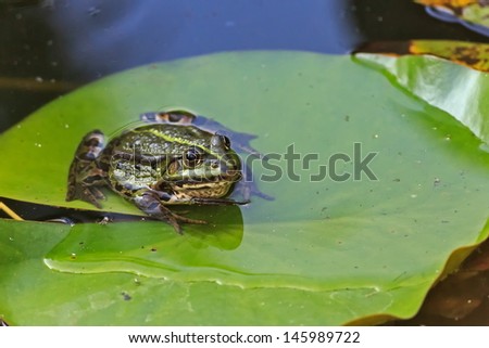 Similar – Image, Stock Photo Lilly portrait Profile