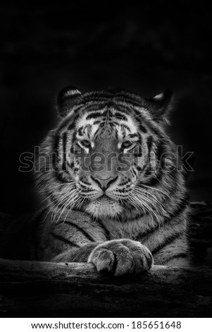 Siberian Tiger black and white contrast
