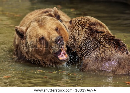 brown bears is playing in the water