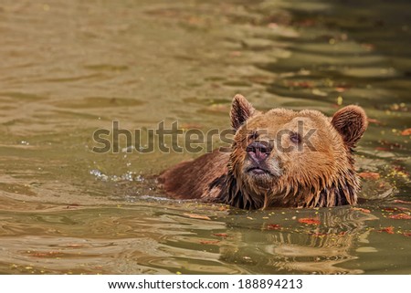 bear cub in water